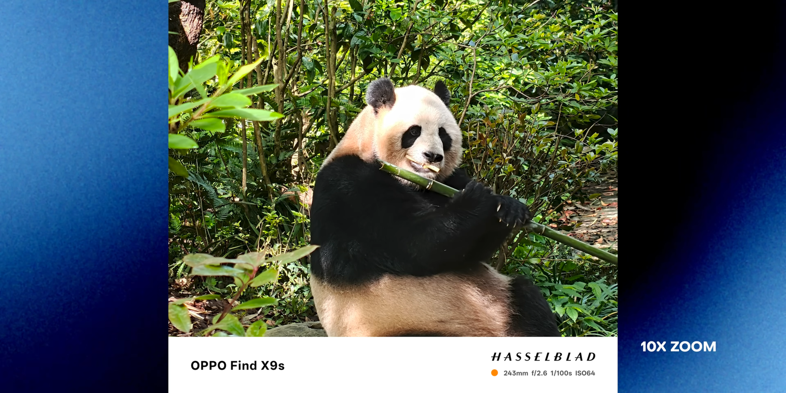 Hasil 10x zoom OPPO Find X9s menangkap detail panda dengan tajam