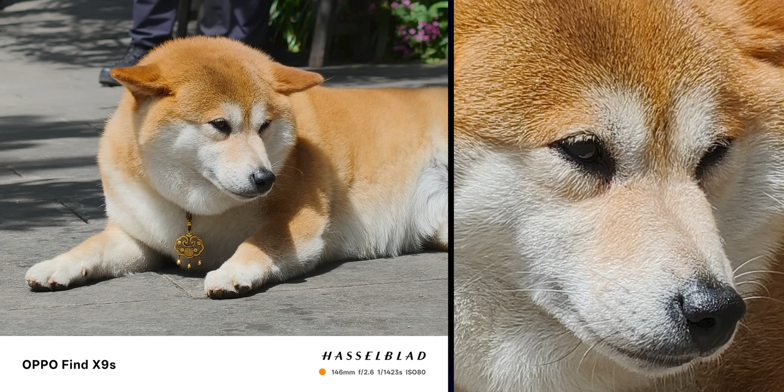 Hasil zoom OPPO Find X9s menangkap detail bulu dan wajah anjing dengan jelas