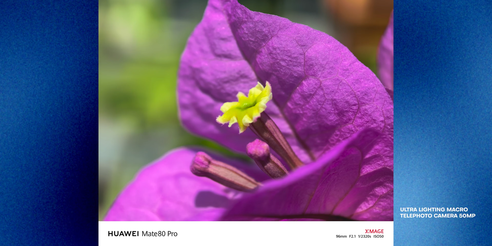 Hasil telephoto macro Huawei Mate 80 Pro menangkap detail bunga dari jarak dekat