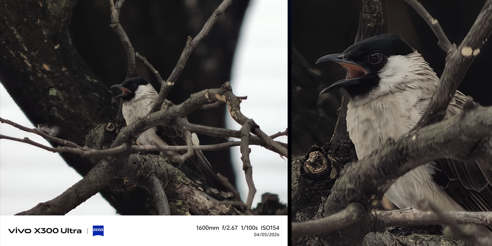 Hasil Vivo X300 Ultra menangkap burung di ranting pohon dengan detail close-up dari jarak jauh