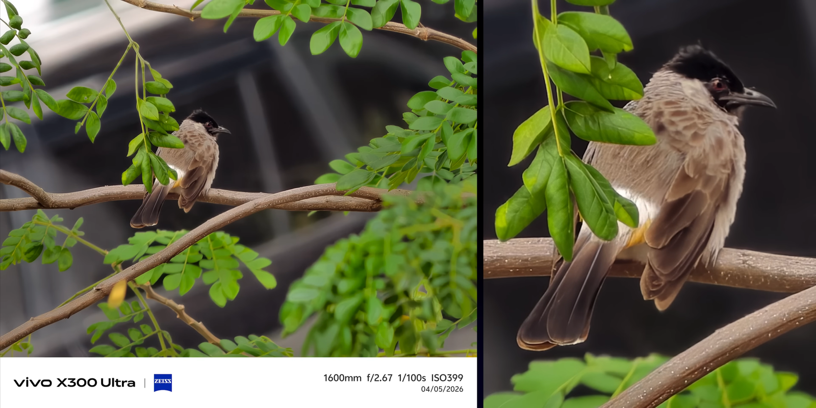 Hasil bird photography dengan Vivo X300 Ultra menangkap detail burung dari jarak jauh