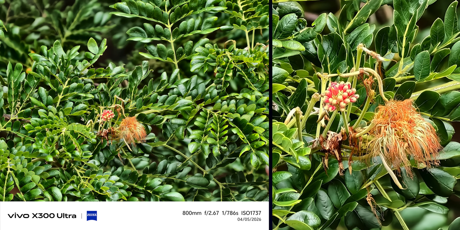 Hasil Vivo X300 Ultra memotret detail tanaman dari jarak jauh dengan focal length 800mm